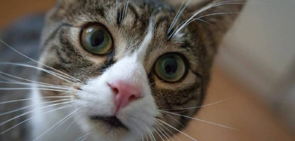How to Get Cat Smell Out of Carpet